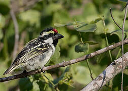 Acacia Pied Barbet