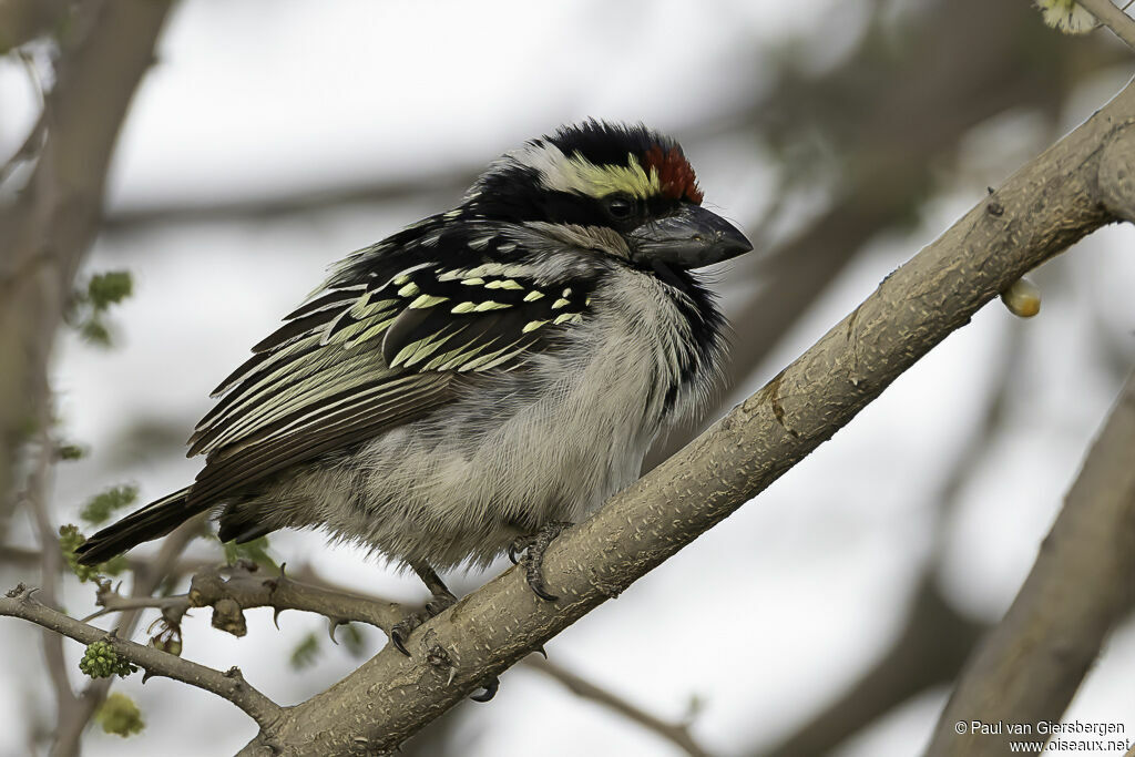 Acacia Pied Barbetadult