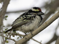 Acacia Pied Barbet