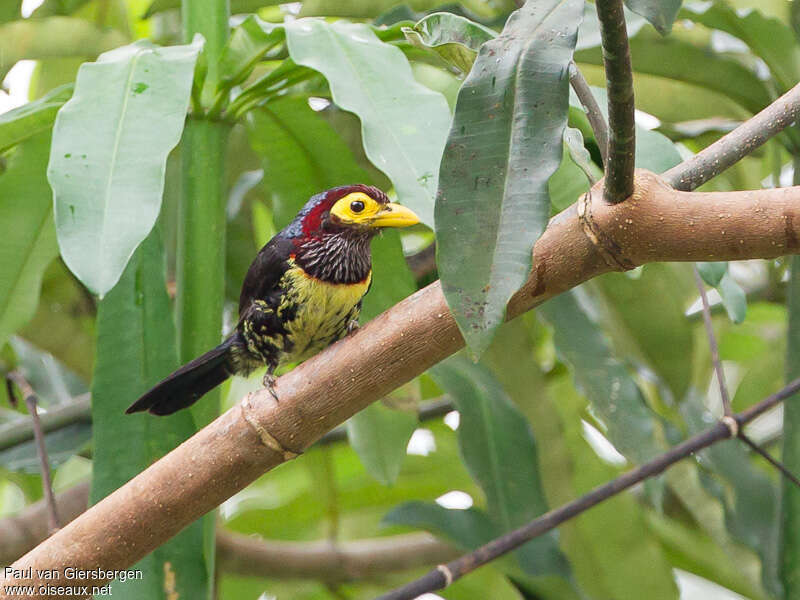 Yellow-billed Barbetadult, identification