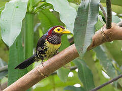 Yellow-billed Barbet