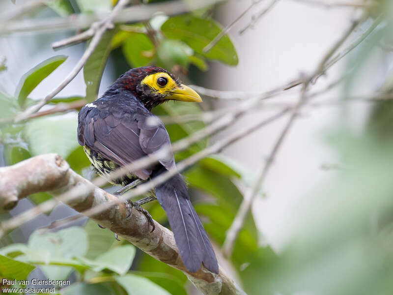 Yellow-billed Barbetadult, close-up portrait