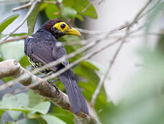 Yellow-billed Barbet