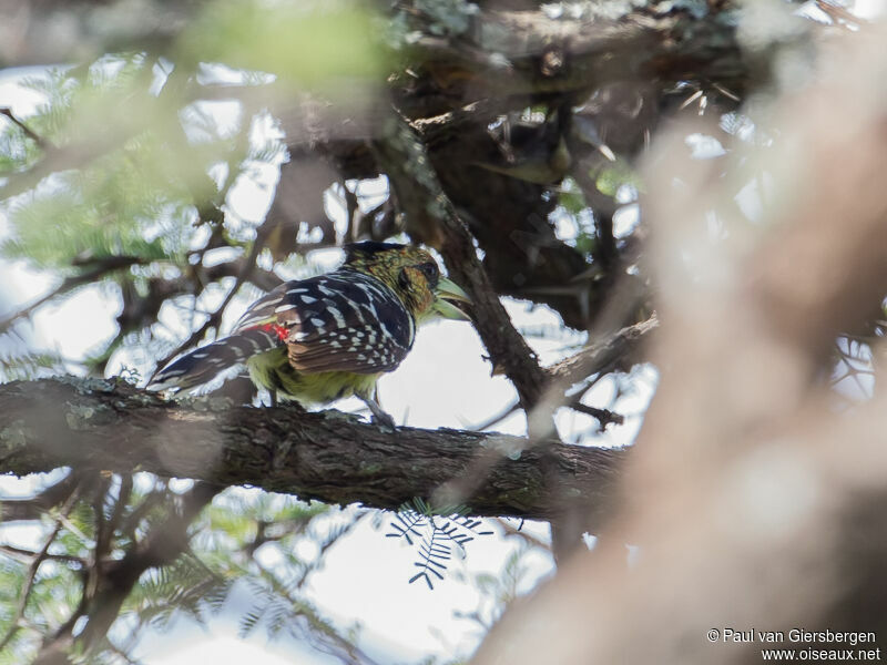 Crested Barbet