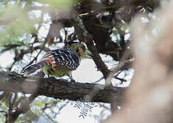 Crested Barbet