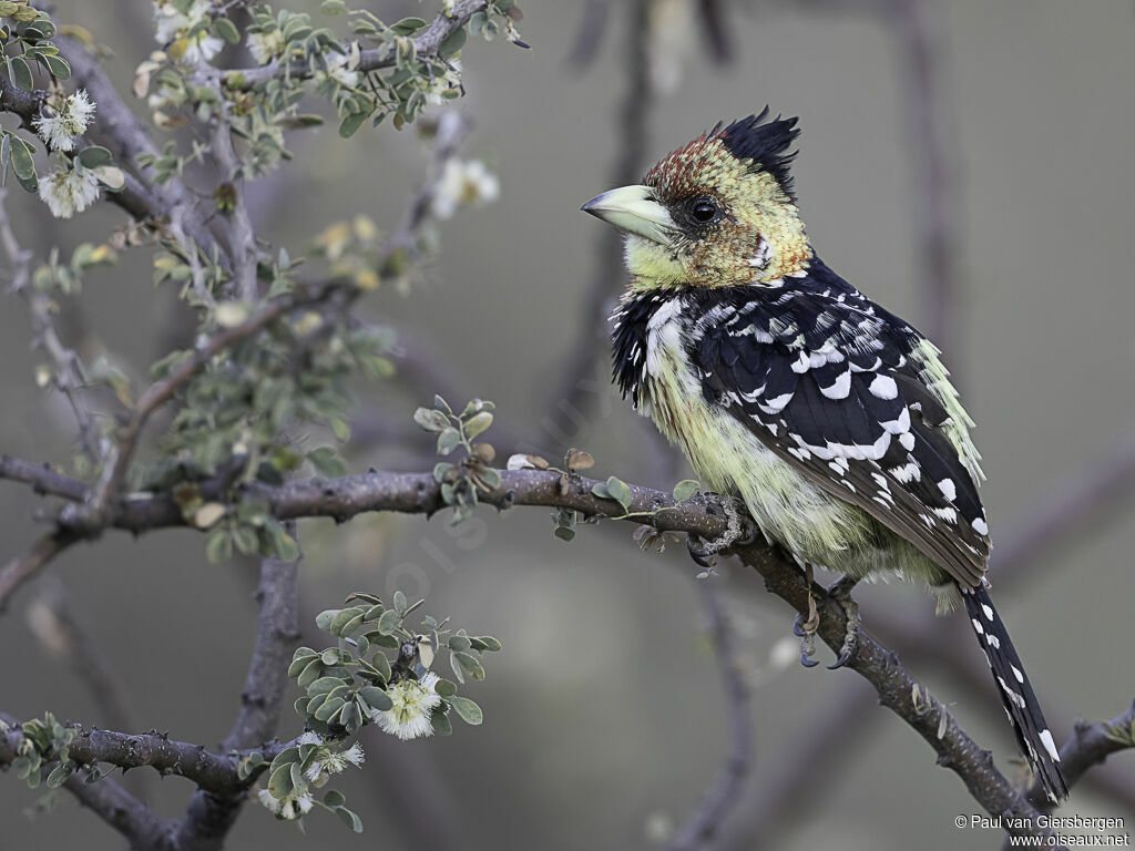 Crested Barbetadult