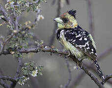 Crested Barbet