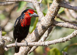 Black-billed Barbet