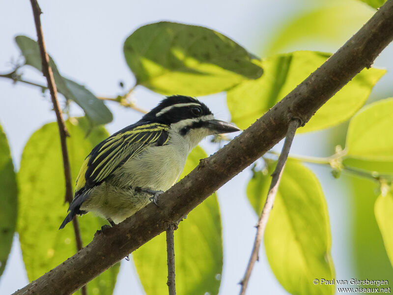 Yellow-rumped Tinkerbird