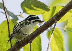 Yellow-rumped Tinkerbird