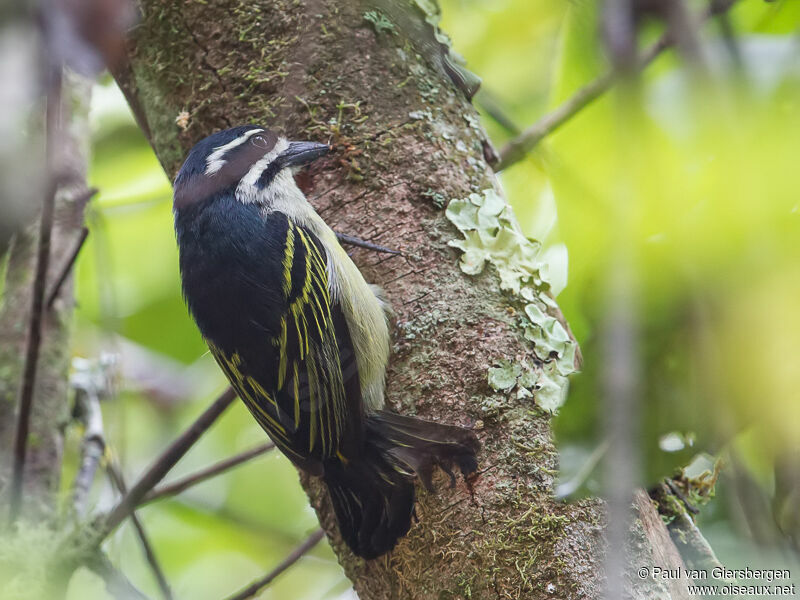 Yellow-rumped Tinkerbird