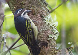 Yellow-rumped Tinkerbird