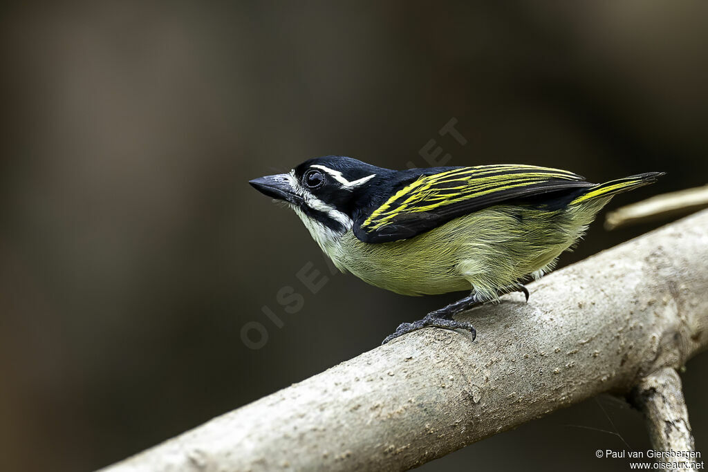 Yellow-rumped Tinkerbirdadult