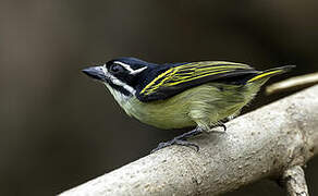 Yellow-rumped Tinkerbird