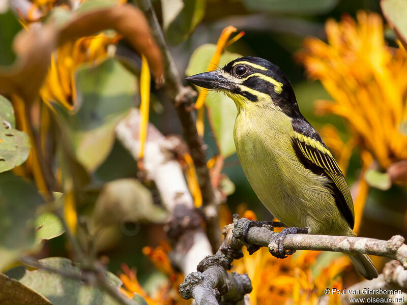 Red-rumped Tinkerbird