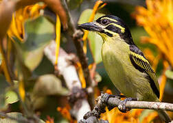 Red-rumped Tinkerbird