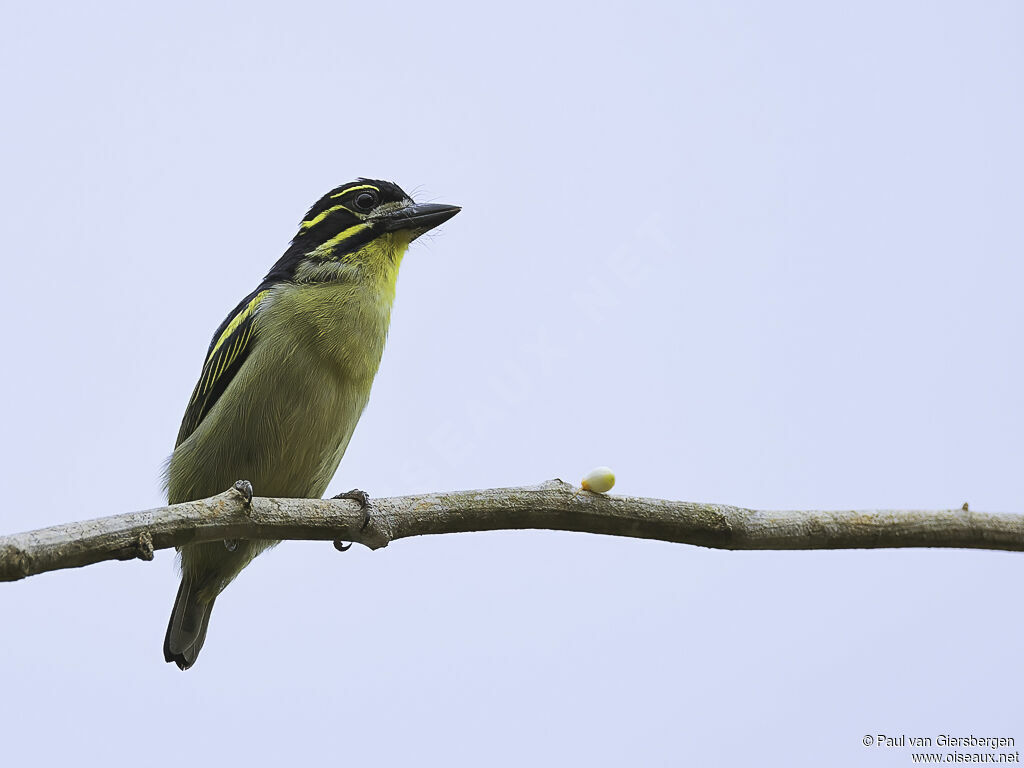 Red-rumped Tinkerbirdadult