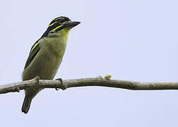 Red-rumped Tinkerbird