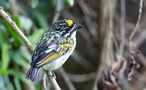 Yellow-fronted Tinkerbird