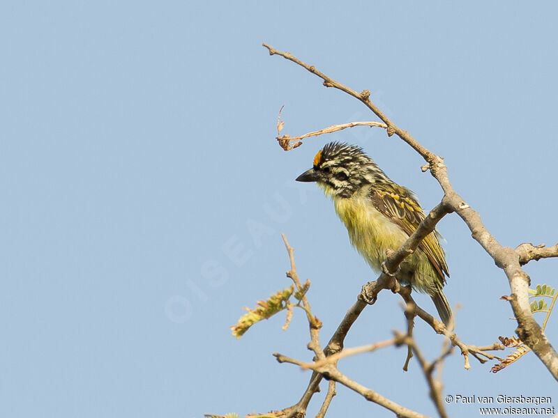 Yellow-fronted Tinkerbird