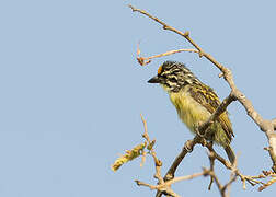 Yellow-fronted Tinkerbird