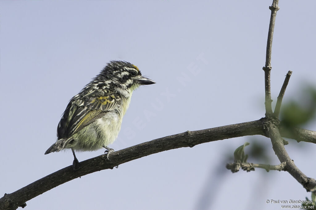 Yellow-fronted Tinkerbirdadult