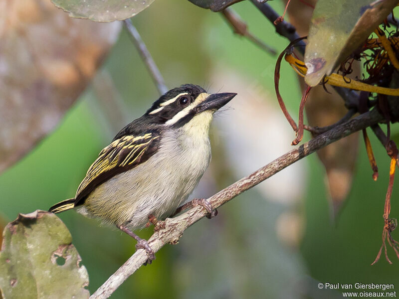 Yellow-throated Tinkerbird