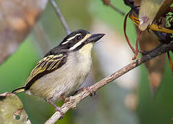 Yellow-throated Tinkerbird