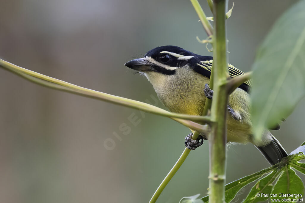 Yellow-throated Tinkerbirdadult
