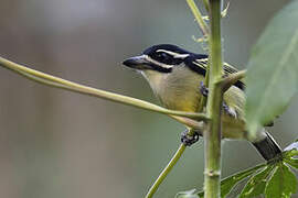 Yellow-throated Tinkerbird
