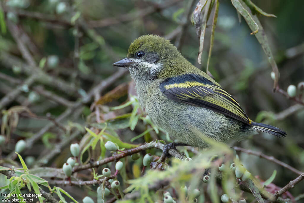 Moustached Tinkerbirdadult, identification