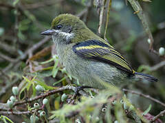 Moustached Tinkerbird