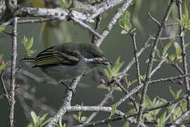 Moustached Tinkerbird