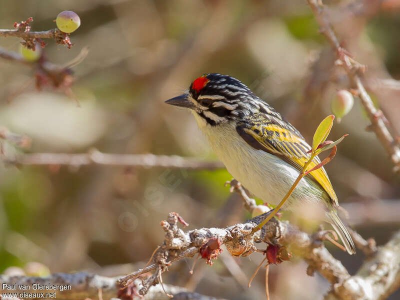 Northern Red-fronted Tinkerbird