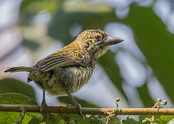 Speckled Tinkerbird