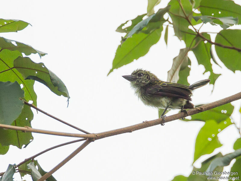 Speckled Tinkerbird