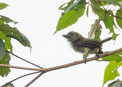 Speckled Tinkerbird