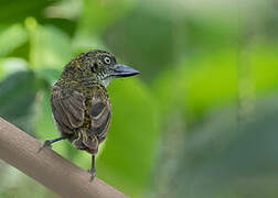 Speckled Tinkerbird