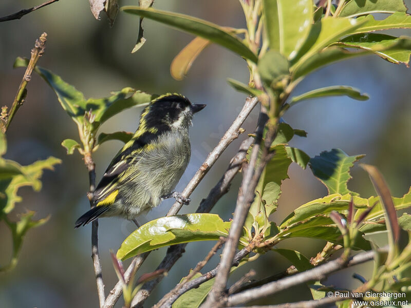 Western Tinkerbird