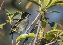 Western Tinkerbird