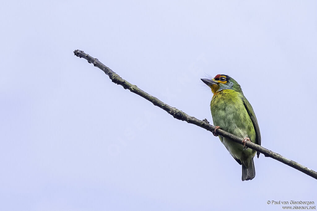 Crimson-fronted Barbetadult