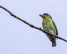 Crimson-fronted Barbet