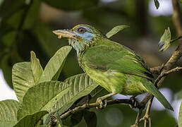 Yellow-fronted Barbet