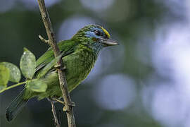 Yellow-fronted Barbet