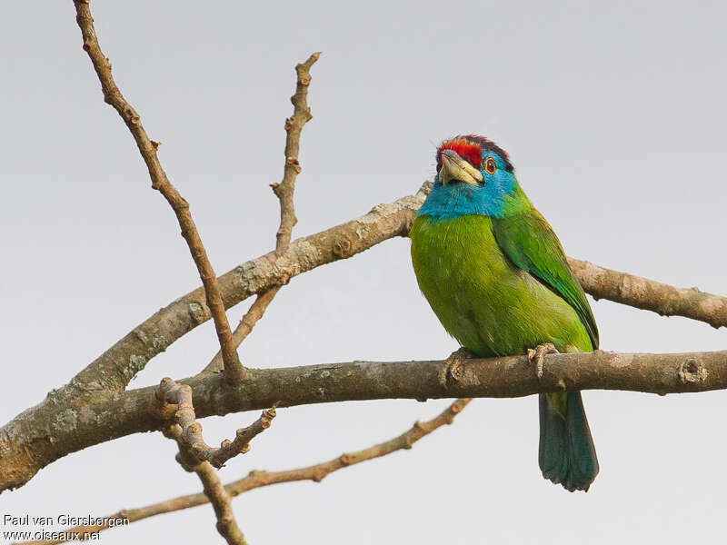 Blue-throated Barbetadult, identification