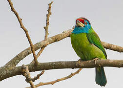 Blue-throated Barbet