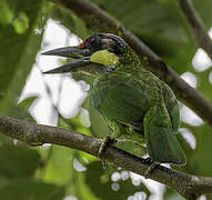 Golden-whiskered Barbet