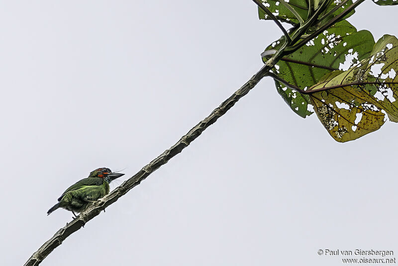 Black-eared Barbetadult