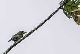 Blue-eared Barbet