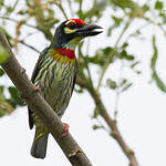 Barbu à plastron rouge